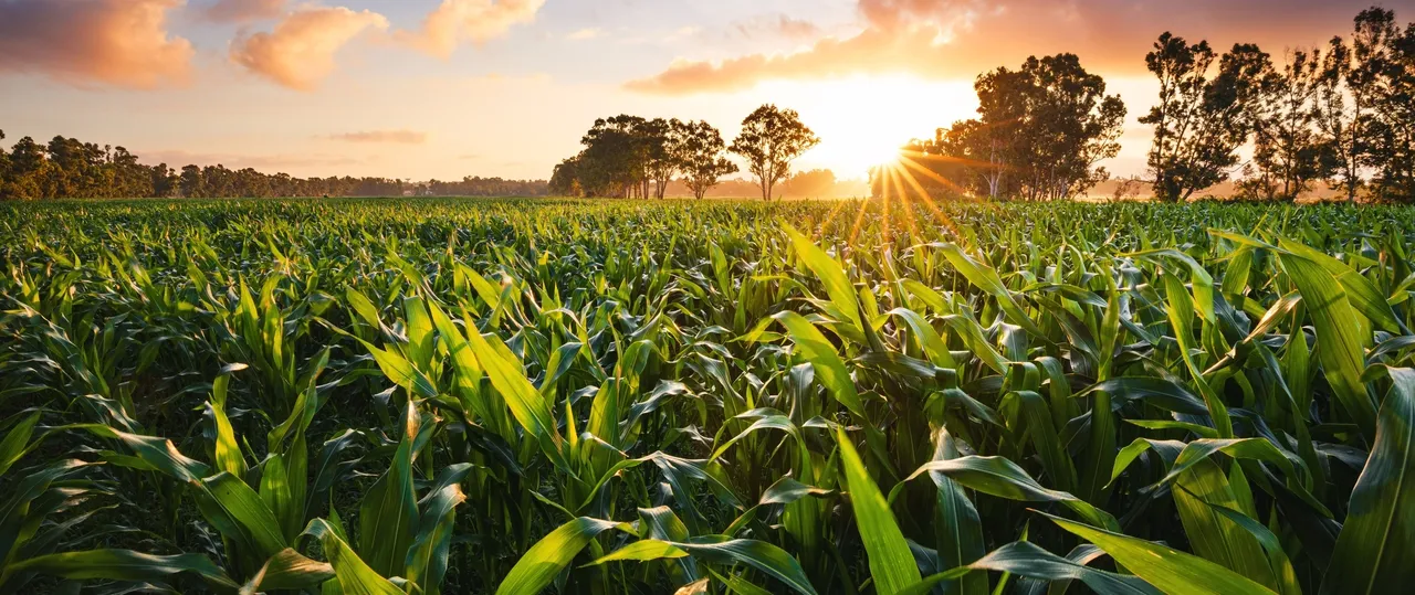 Campo de maíz en lus de atardecer