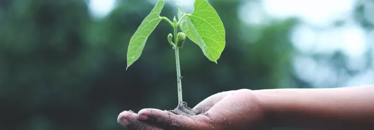 Mano sosteniendo una pequeña planta con fondo borroso.