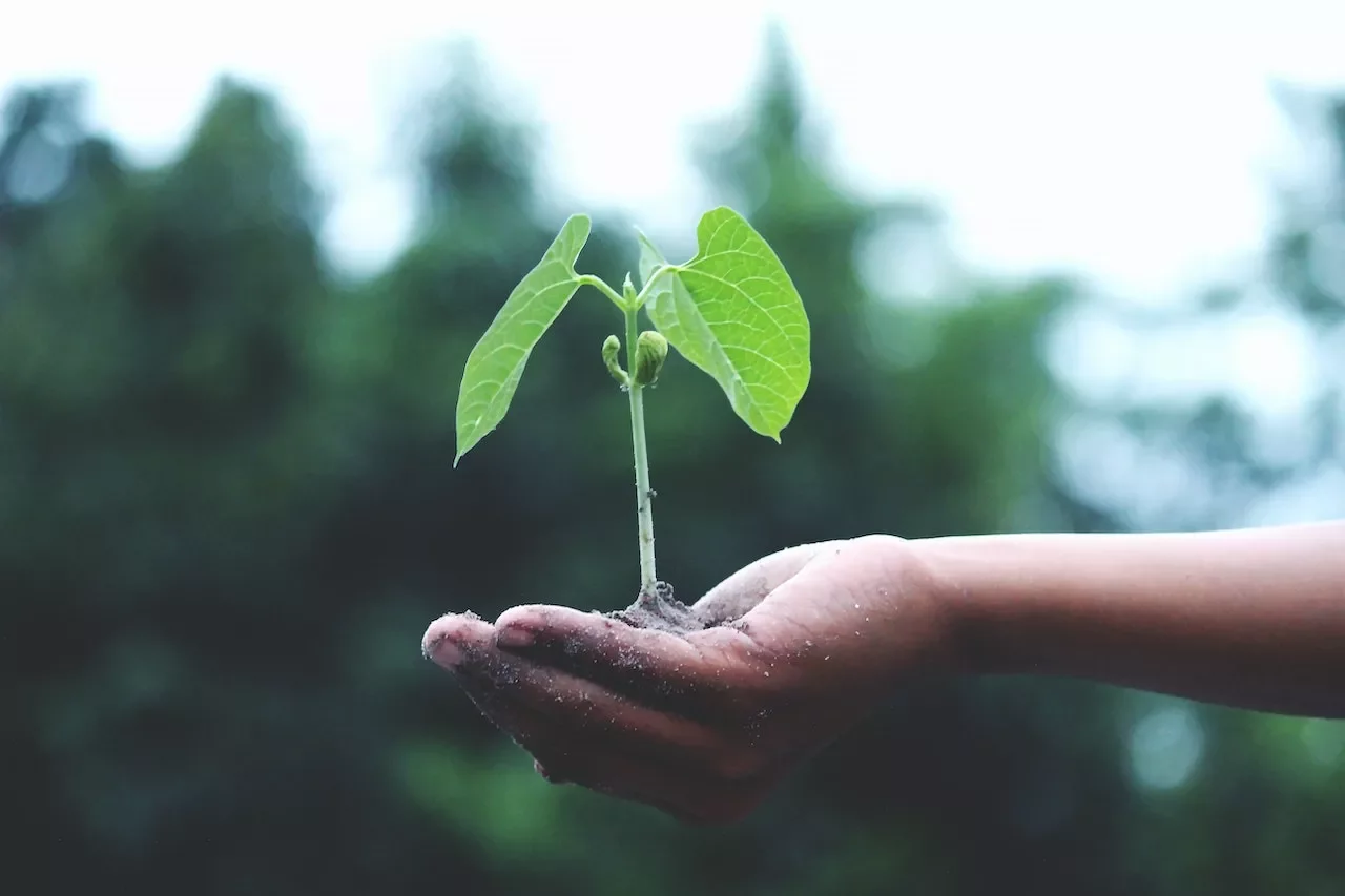 Mano sosteniendo una pequeña planta con fondo borroso.