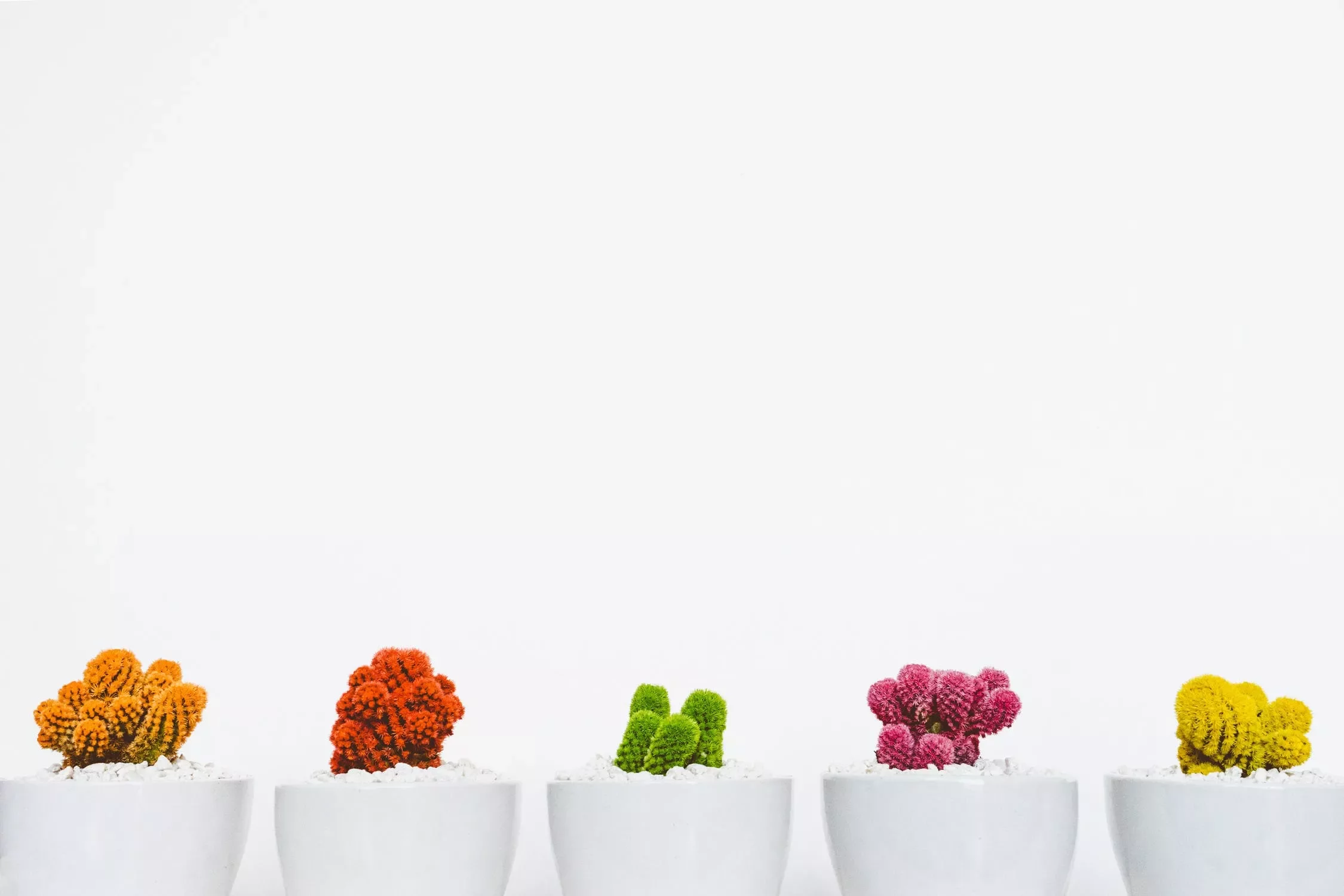 Cactus de colores en macetas blancas sobre fondo blanco.
